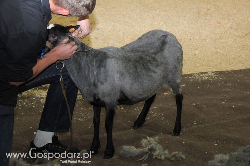 X Wystawa Ras Rodzimych - Wręczenie nagród