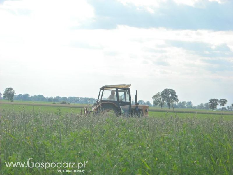 pierwsze sianokosy w roli głownej ursus c330M...