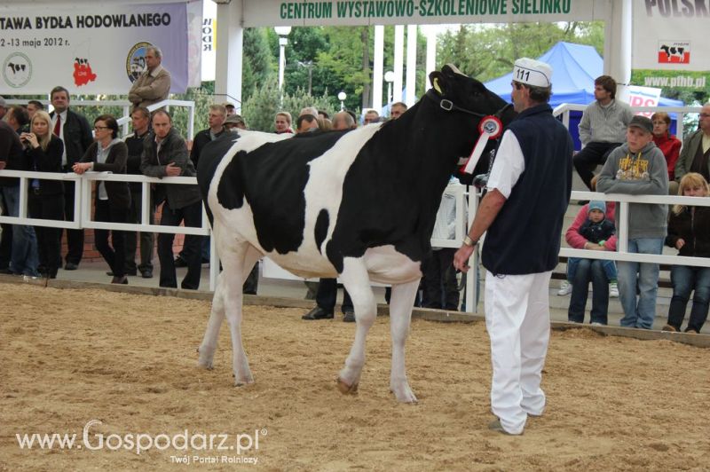 Prezentacja Championów na VII Ogólnopolskiej Wystawie Bydła Hodowlanego w Sielinku 2012