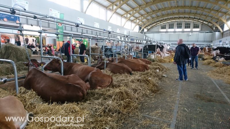 Narodowa Wystawa Zwierząt Hodowlanych 2019