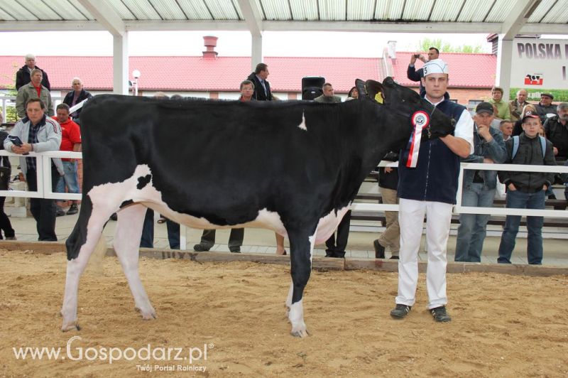 VII Ogólnopolska Wystawa Bydła Hodowlanego - Sielinko 2012