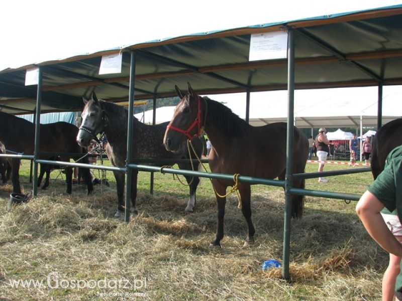Krajowa Wystawa Ras Rodzimych Rudawka Rymanowska 2012