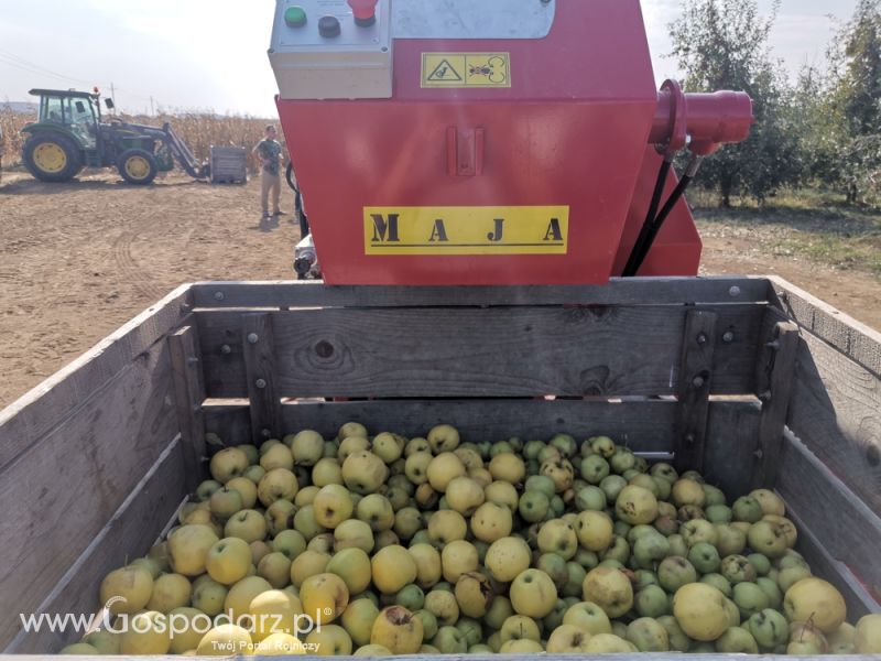 MAJA AUTOMATIC model LK zbiór jabłek
