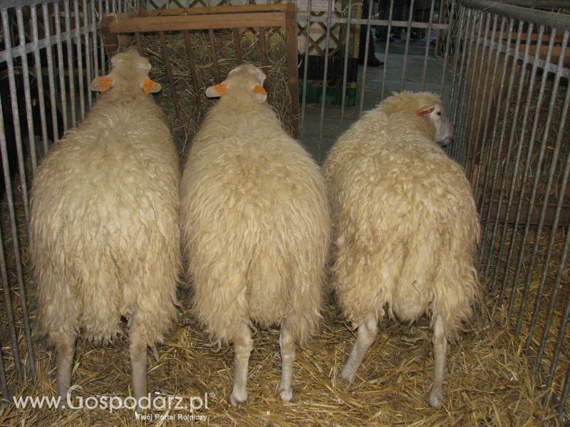 Owce i kozy na XXV Krajowej Wystawie Zwierząt Hodowlanych