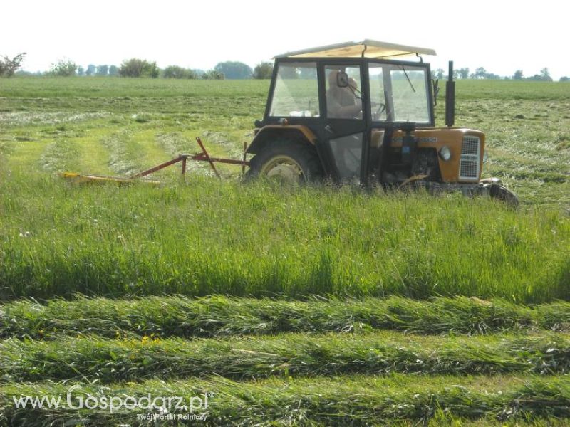 pierwsze sianokosy w roli głownej ursus c330M...