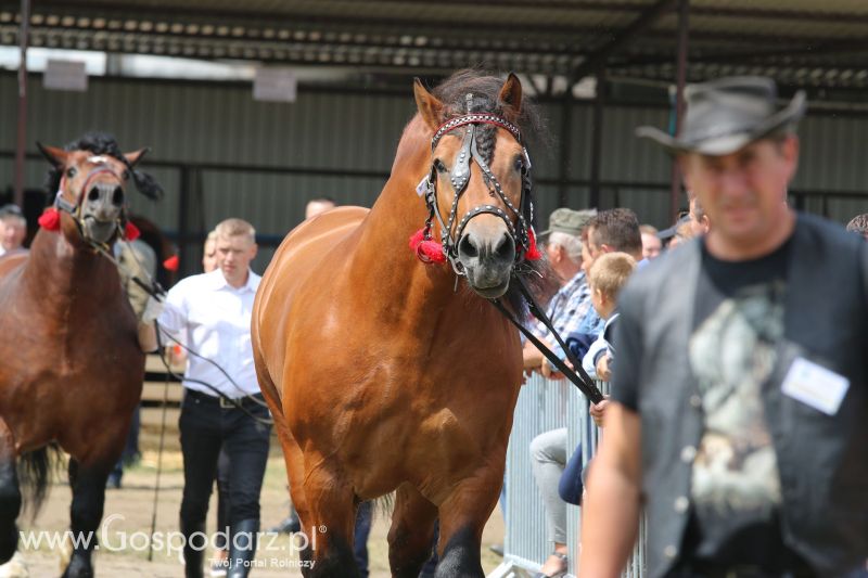 Regionalna Wystawa Zwierząt Hodowlanych i Dni z Doradztwem Rolniczym w Szepietowie 2017