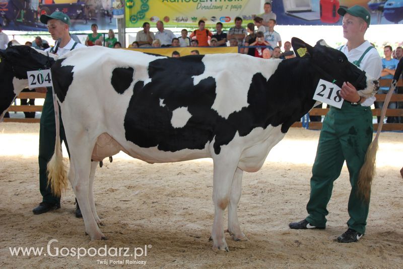 Bydło - Szepietowo 2012 XIX Regionalna Wystawa Zwierząt Hodowlanych