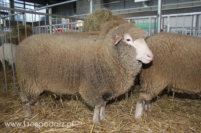 XXV Krajowa Wystawa Zwierząt Hodowlanych Niedziela