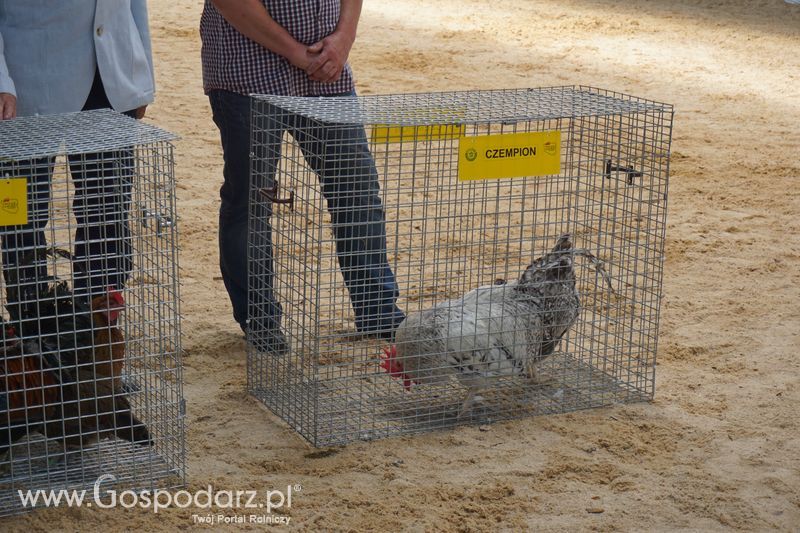 Wystawa zwierząt w Szepietowie