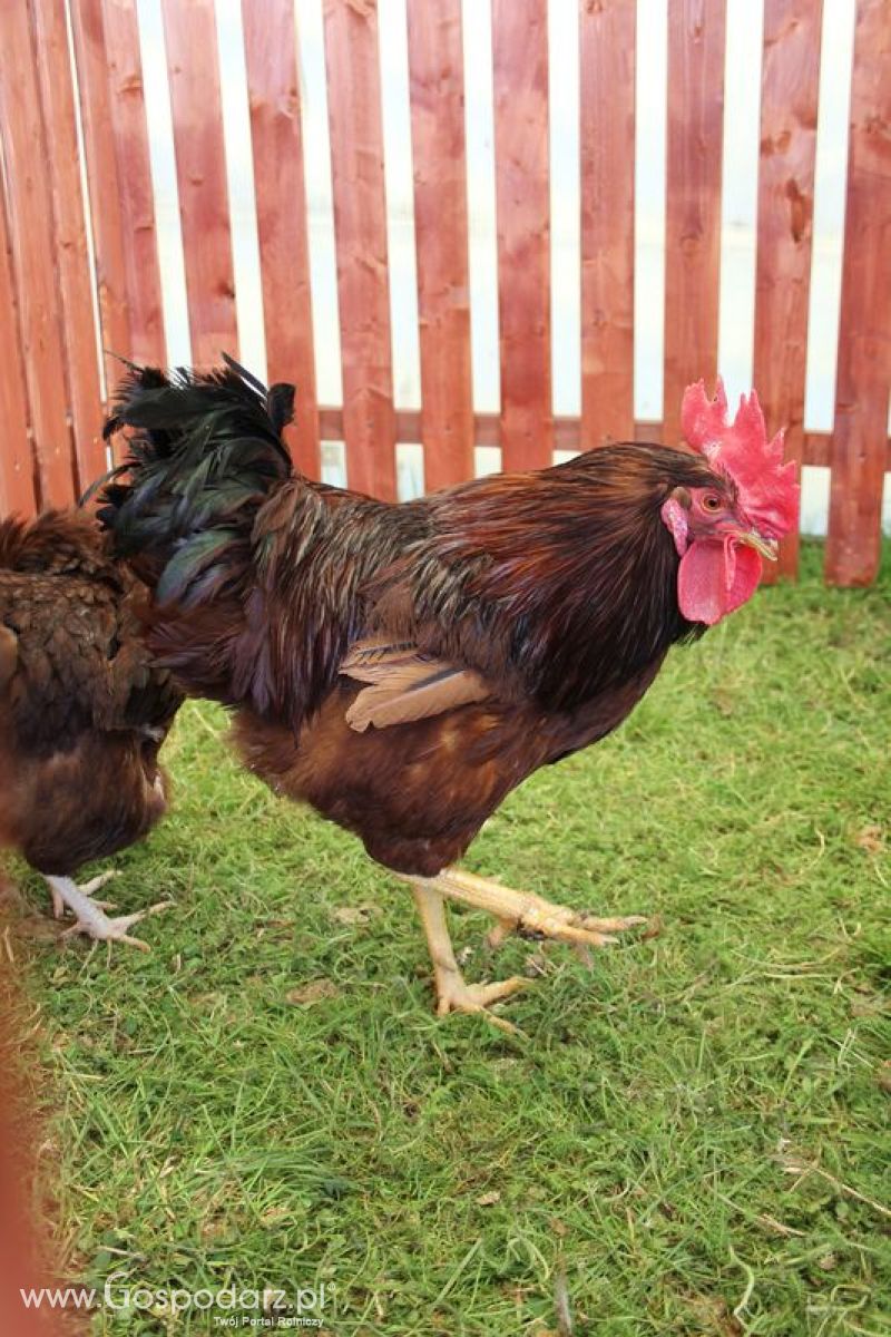 Konferencja Naukowo-Techniczna pt. Innowacyjność w produkcji zwierzęcej - oczekiwania czy konieczność dzień drugi