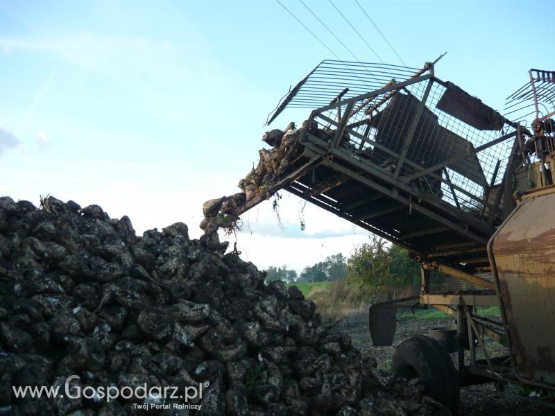 Buraki 2011