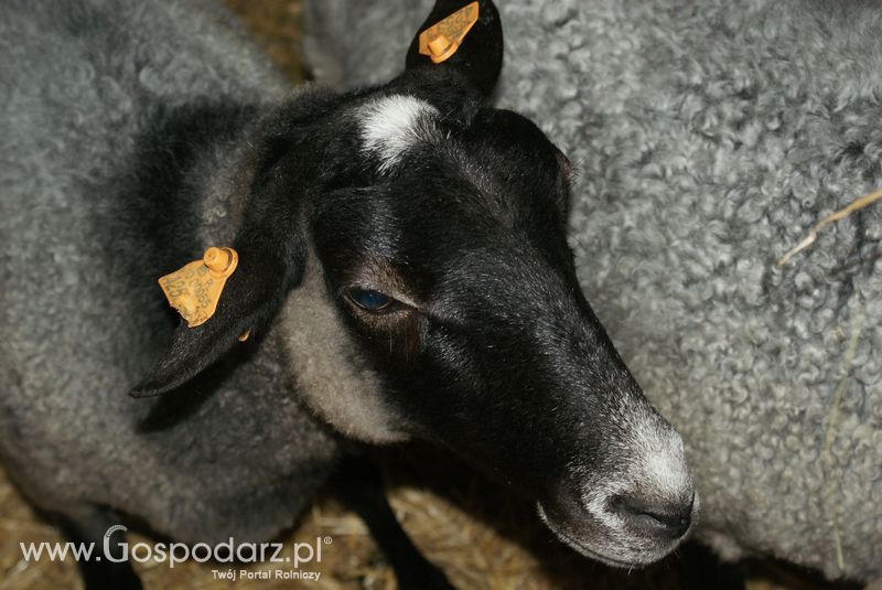 Owce i kozy na XXV Krajowej Wystawie Zwierząt Hodowlanych