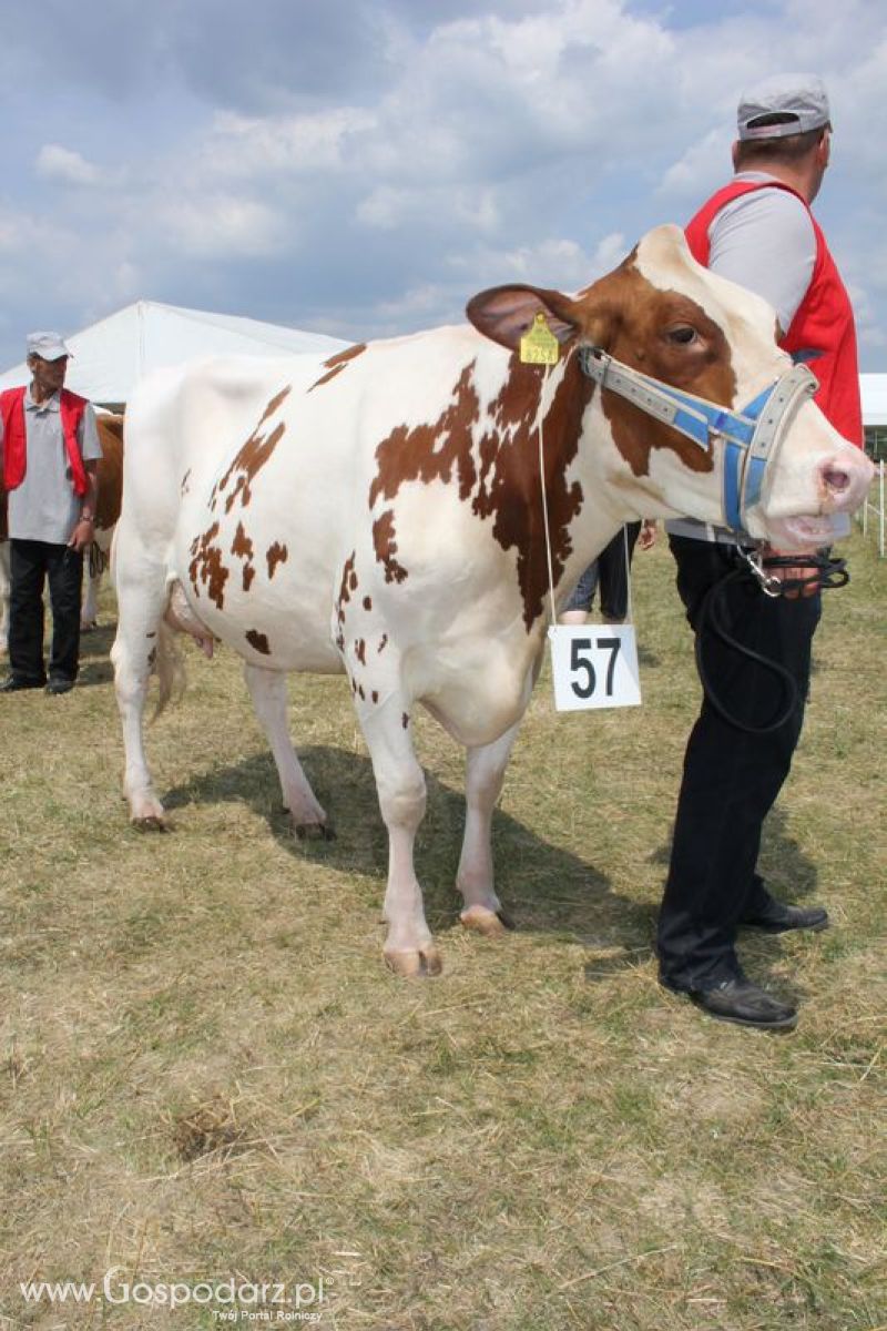 Wystawa Bydła: Konkurs Młodego Hodowcy - Opolagra 2011