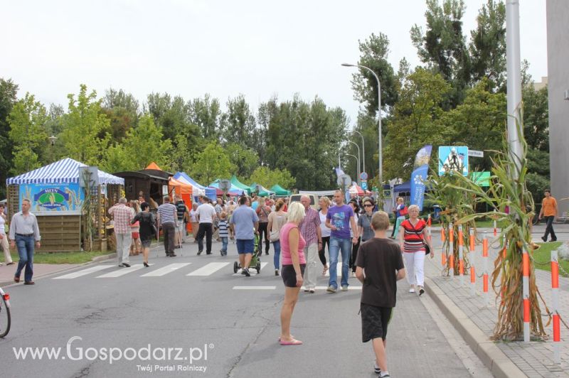 XIV Wojewódzko-Diecezjalne Dożynki Wielkopolskie w Ostrowie Wielkopolskim