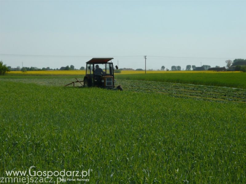 Akcjia Żyto 2011 z MrZgredy;)