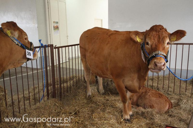 I Krajowa Wystawa Bydła Mięsnego w Sielinku - sobota