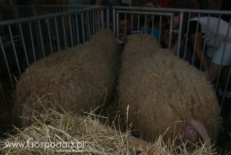 Owce i kozy na XXV Krajowej Wystawie Zwierząt Hodowlanych