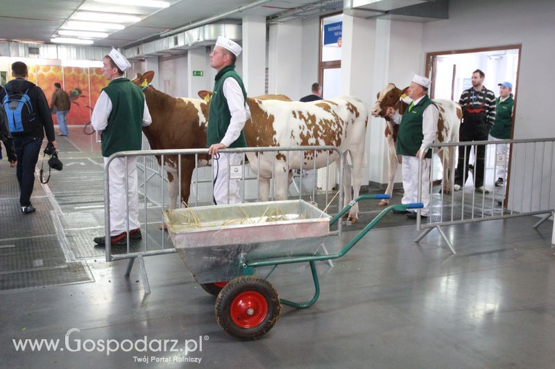 KWZH 2015 piątek