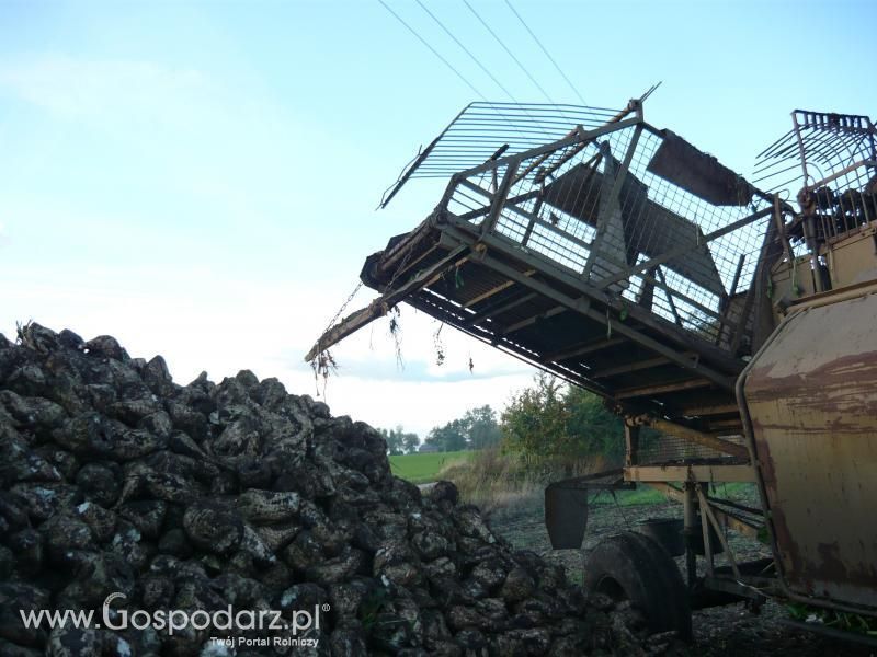 Buraki 2011