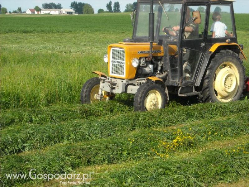 pierwsze sianokosy w roli głownej ursus c330M...