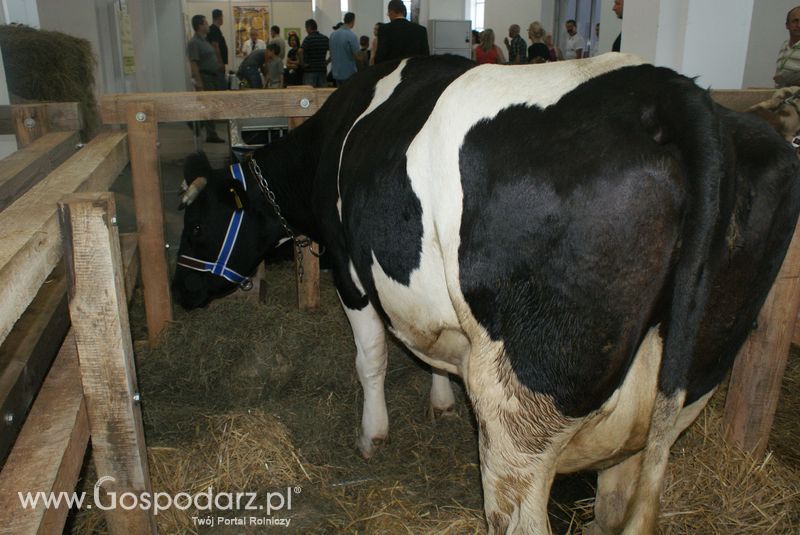 Bydło mleczne na XXV Krajowej Wystawie Zwierząt Hodowlanych