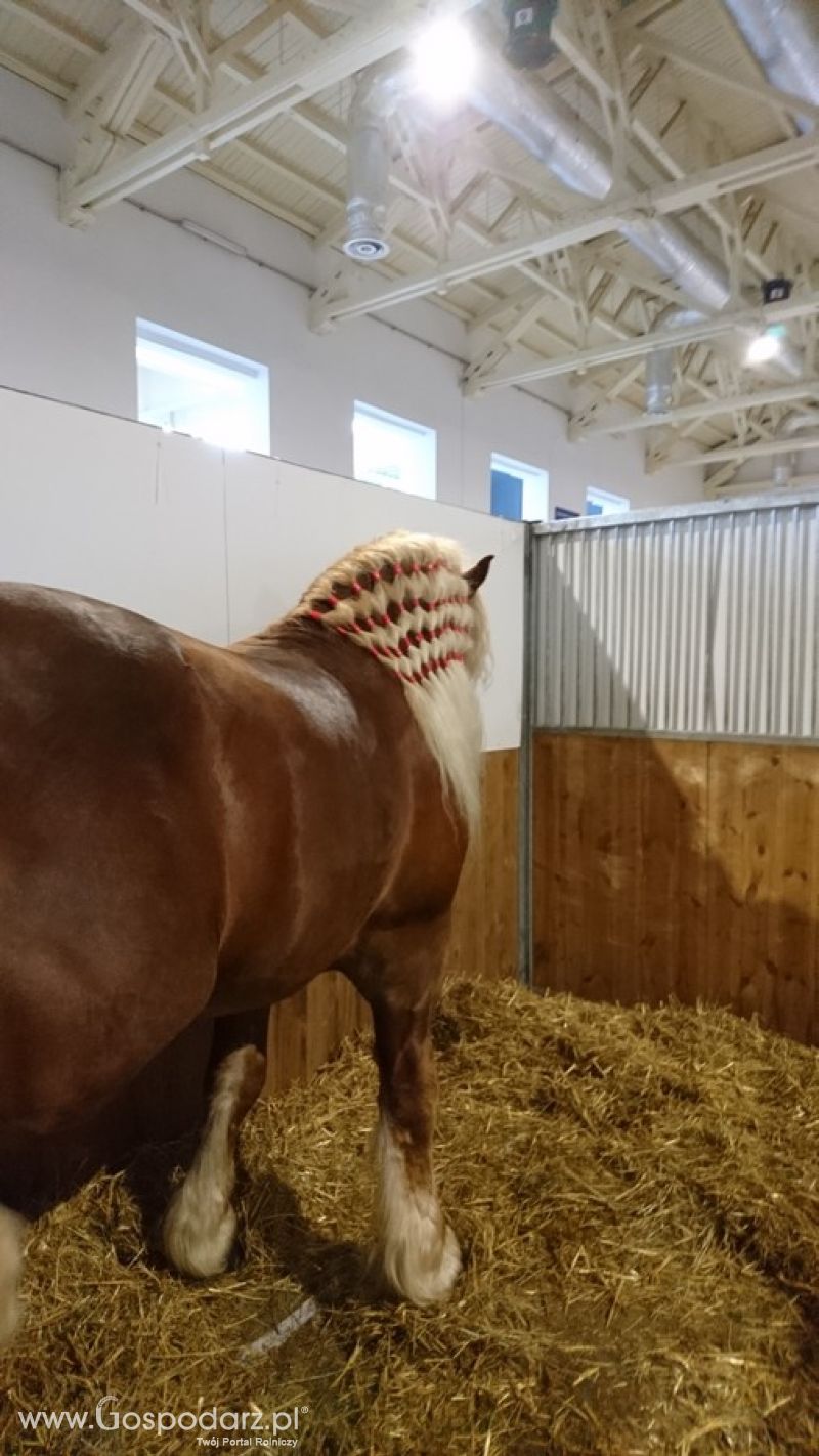 Narodowa Wystawa Zwierząt Hodowlanych 2019