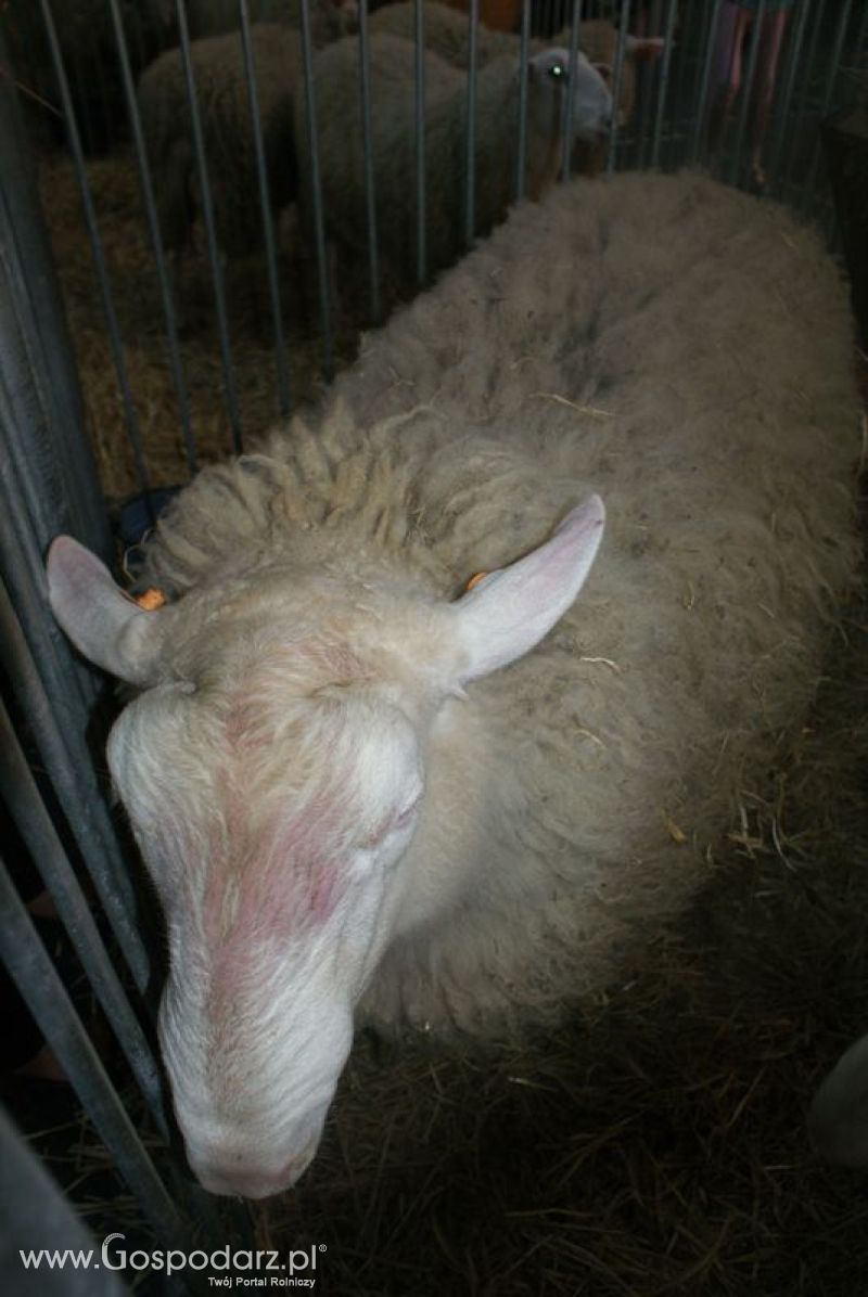 Owce i kozy na XXV Krajowej Wystawie Zwierząt Hodowlanych