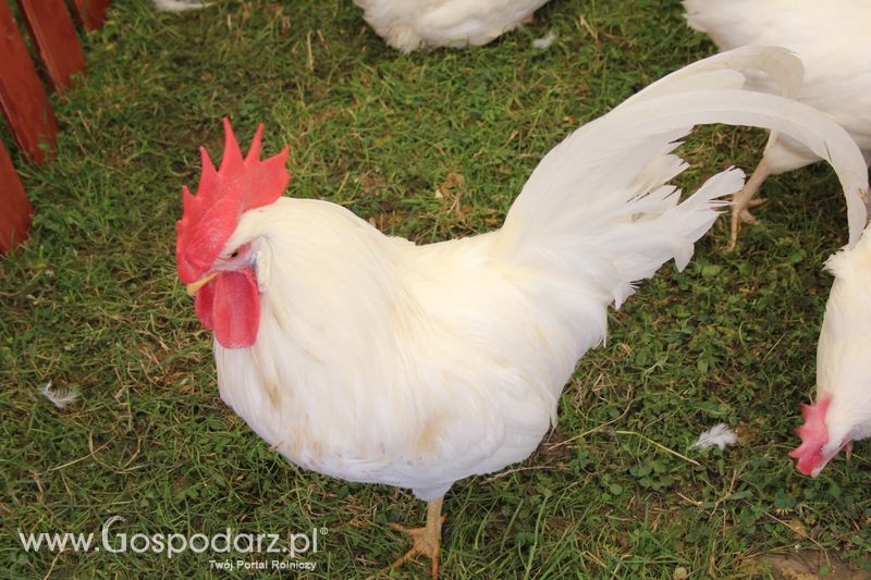 Konferencja Naukowo-Techniczna pt. Innowacyjność w produkcji zwierzęcej - oczekiwania czy konieczność dzień drugi