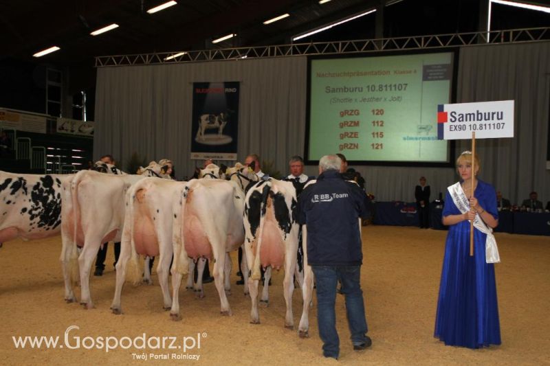 Wystawa  Blickpunkt Rind 2013 w miejscowości Paaren/Glien (Niemcy)