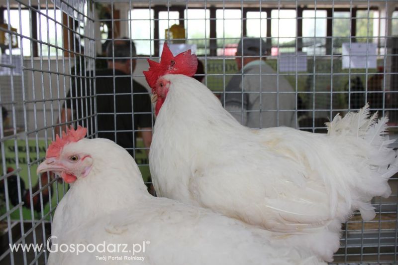 Drób - Szepietowo 2012 XIX Regionalna Wystawa Zwierząt Hodowlanych
