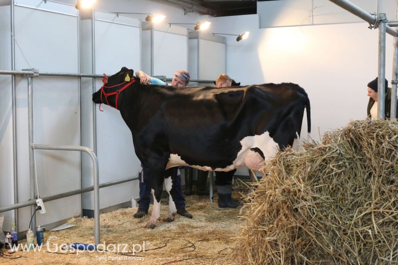 Krajowa Wystawa Zwierząt Hodowlanych w Poznaniu 2017 (sobota, 6 maja)
