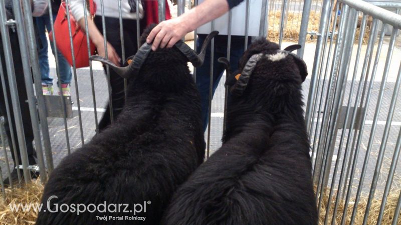 KWZH 2015. Bliskie spotkania ze zwierzętami hodowlanymi
