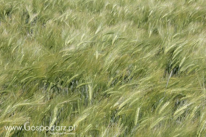 Zielone AGRO SHOW - Polskie Zboża 2015 w Sielinku