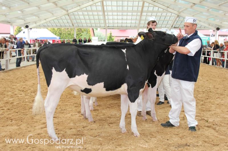 VII Ogólnopolska Wystawa Bydła Hodowlanego - Sielinko 2012