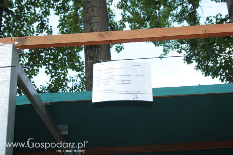 XX Targi Rolnicze Lubniewice - zwierzęta