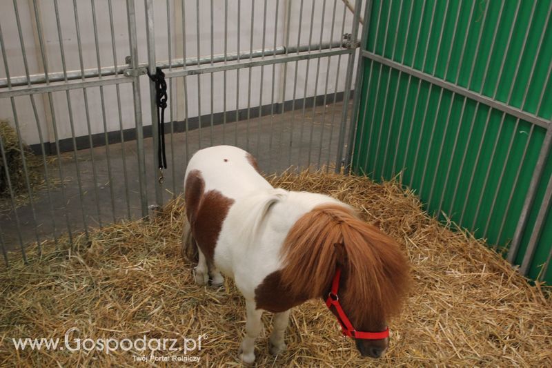 KWZH 2015 piątek