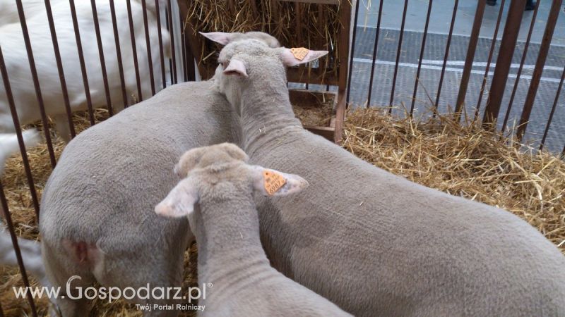 KWZH 2015. Bliskie spotkania ze zwierzętami hodowlanymi