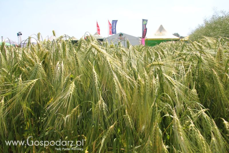 Zielone AGRO SHOW – POLSKIE ZBOŻA 2014 w Sielinku - niedziela