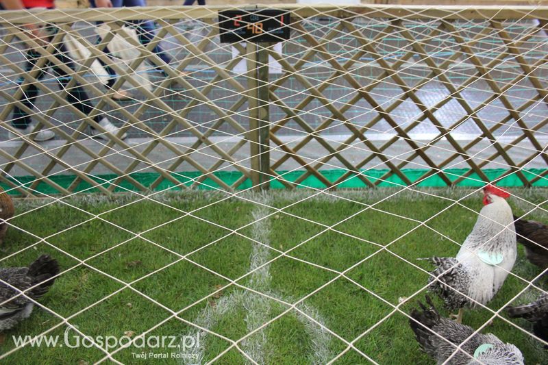 KWZH, Polagra Food poniedziałek-wtorek
