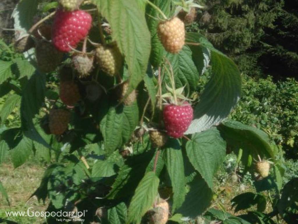 Sprzedam sadzonkę malin