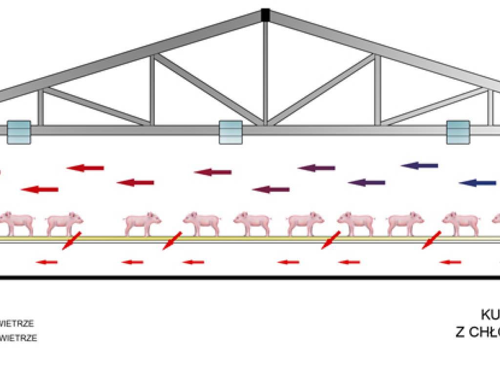 Wentylacja budynku inwentarskiego w okresie letnim