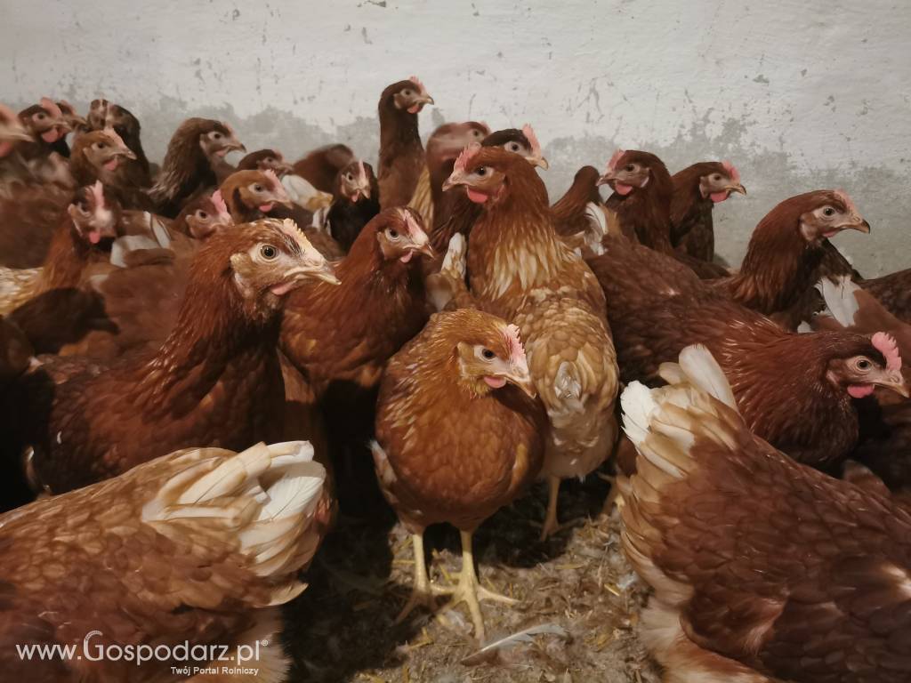 Młode kury nioski Tetra SL z pierwszym jajkiem 3