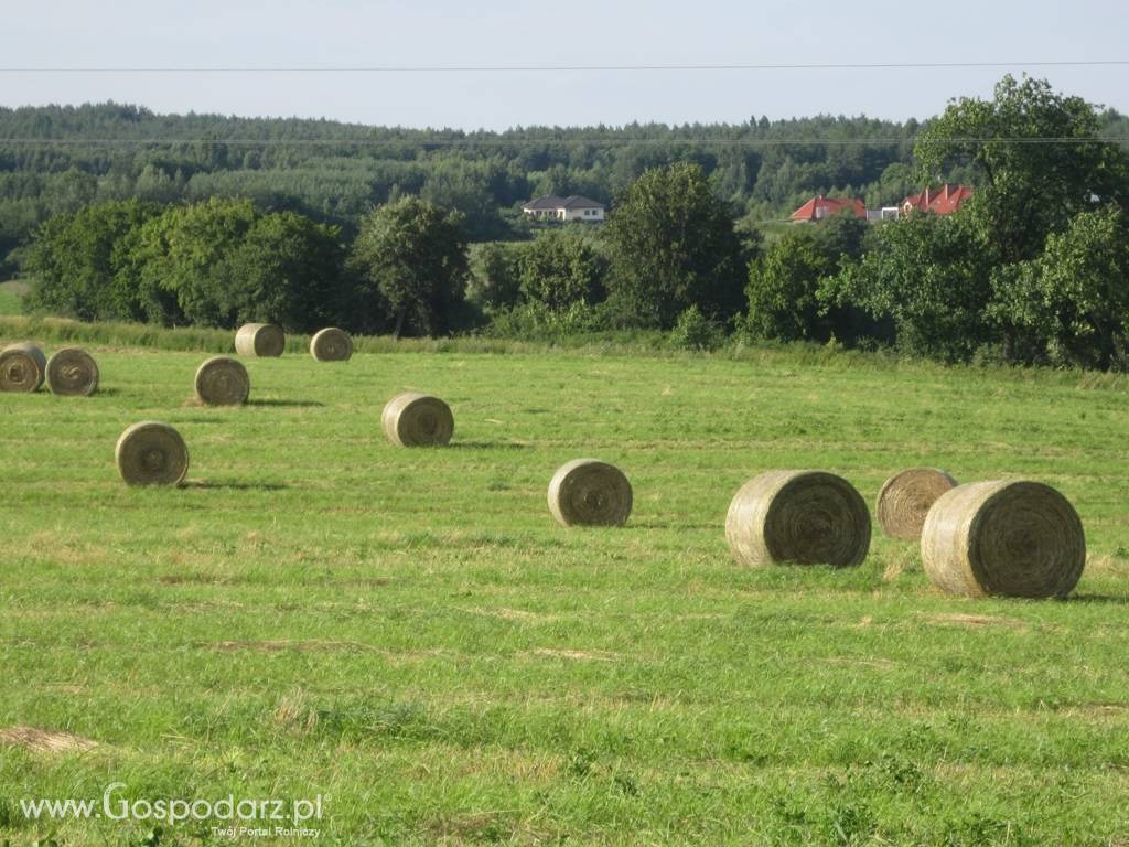 SPRZEDAM SIANO na pokosie Trawy z motylkowymi Kwidzyn Ryjewo Prabuty Susz