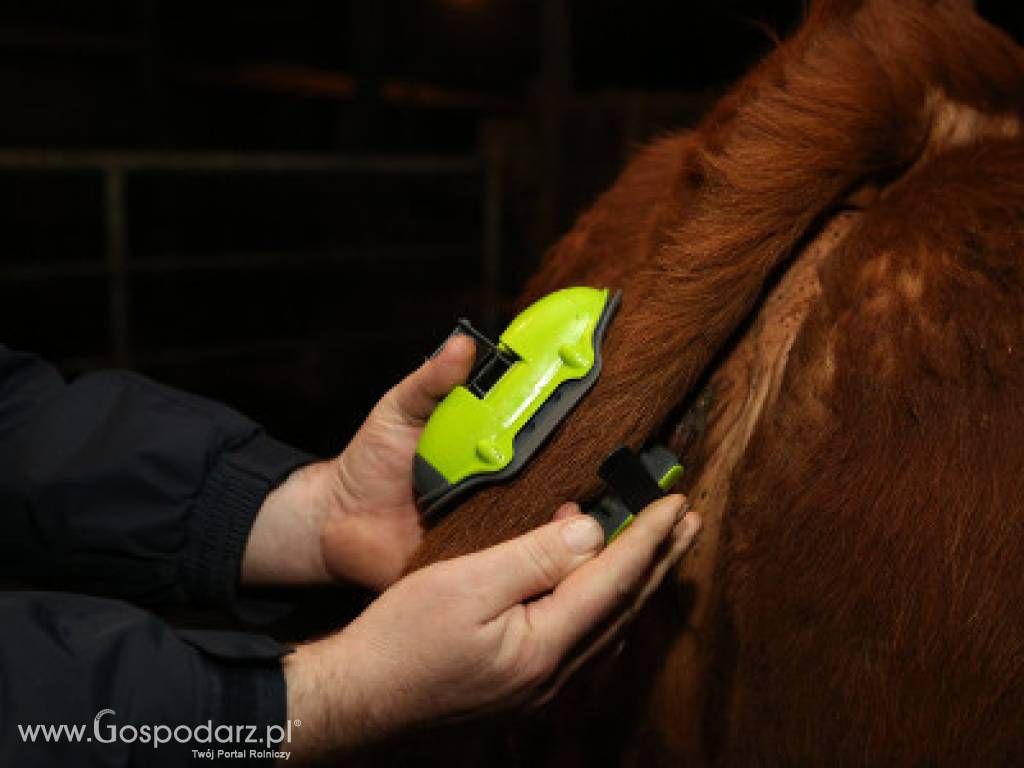 Moocall sensor wycieleń- śpij spokojniej w czasie wycieleń