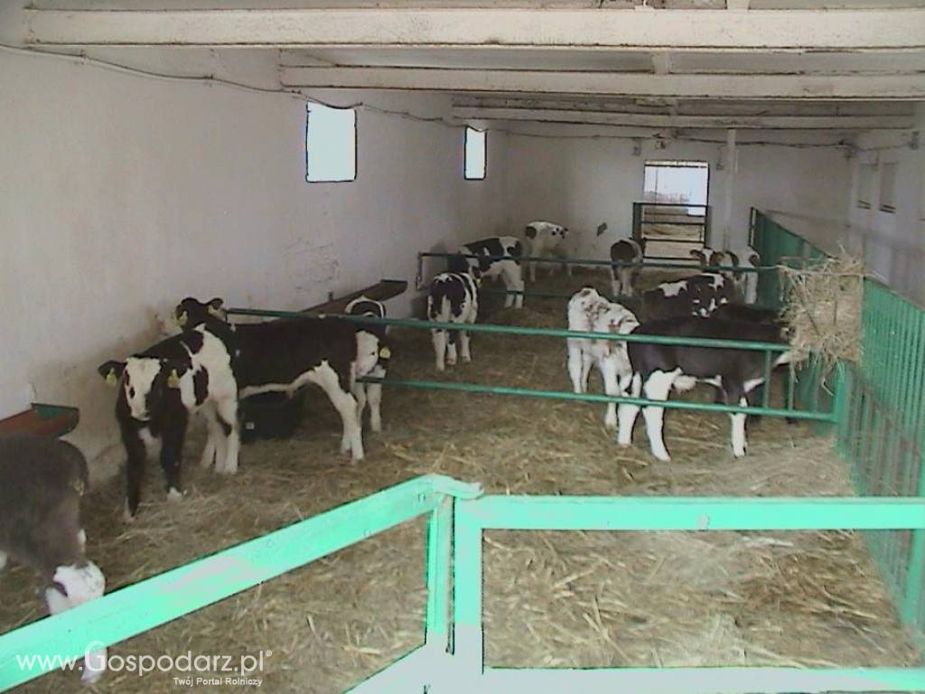 Byczki, cielęta ras mięsnych w ciągłej sprzedaży od 60kg do 80kg