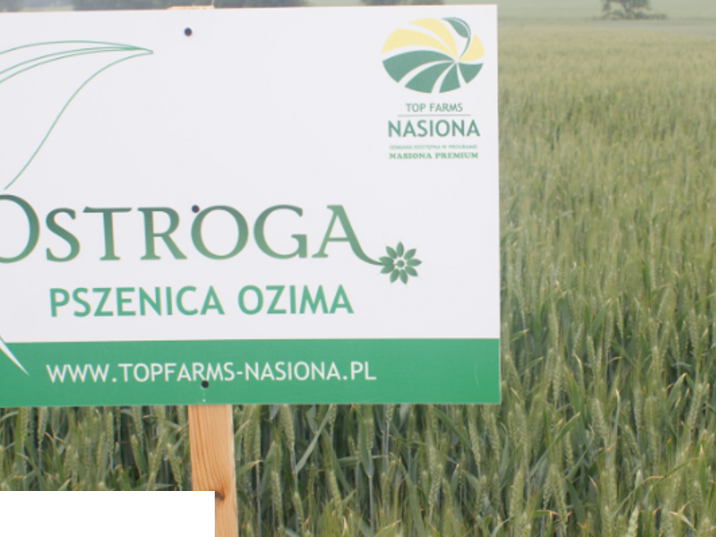 Materiał siewny pszenica ostka OSTROGA C1 5