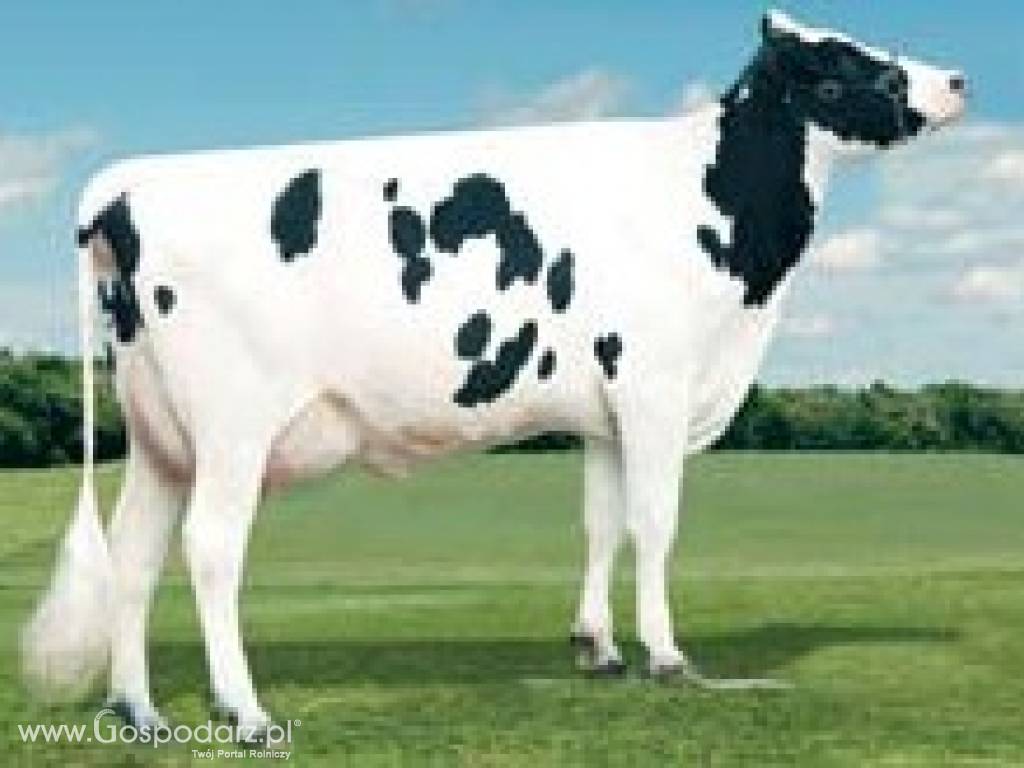 Krowy pierwiastki HF czarno-biały