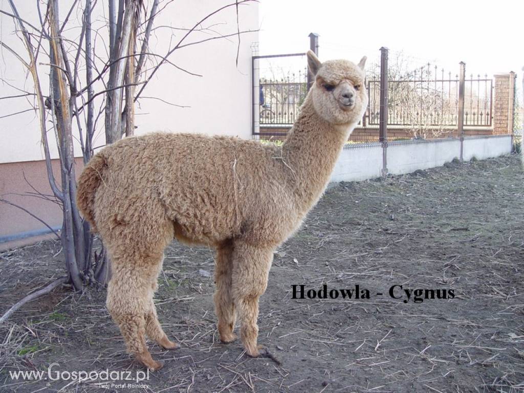 Hodowla alpak Cygnus 4