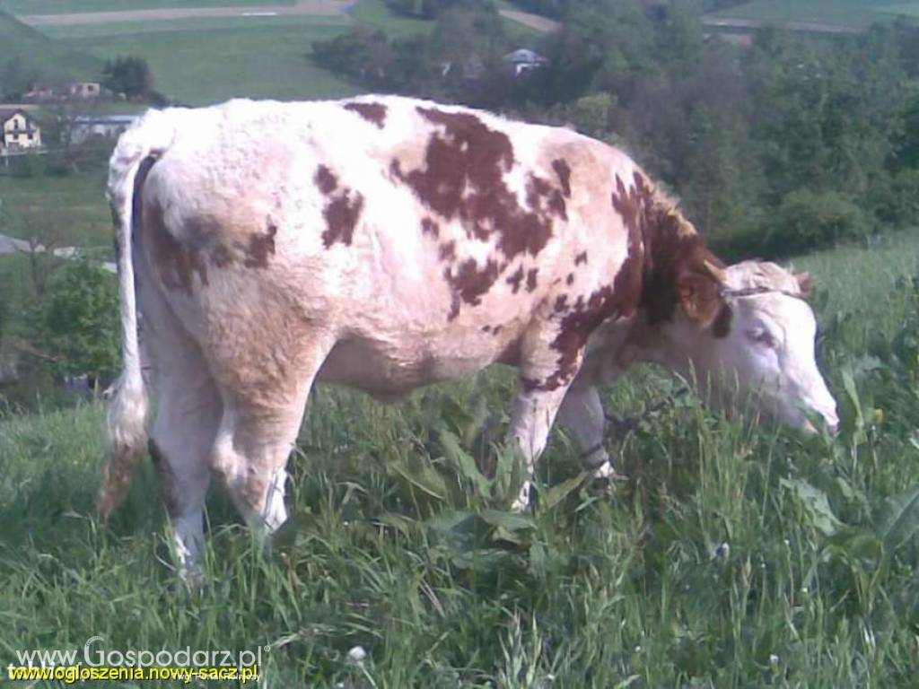Jałówka do zacielenia simental mięsno-mleczny waga ok.400 kg 3