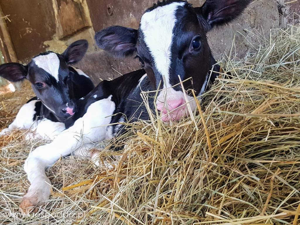 Cielęta byczki HF od ROLNIKA